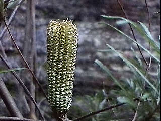 Banksia